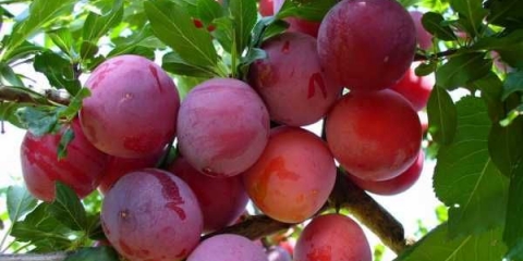 Trešnja za moskovsku regiju, najbolje sorte